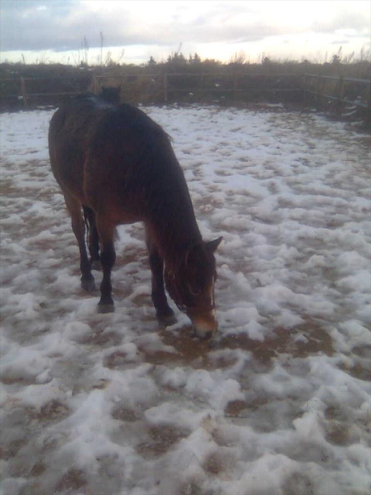 Anden særlig race Bonnie billede 8