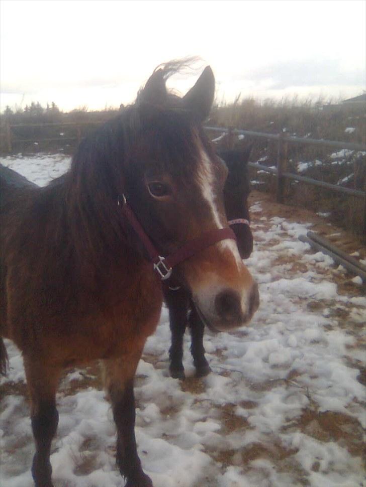 Anden særlig race Bonnie billede 9