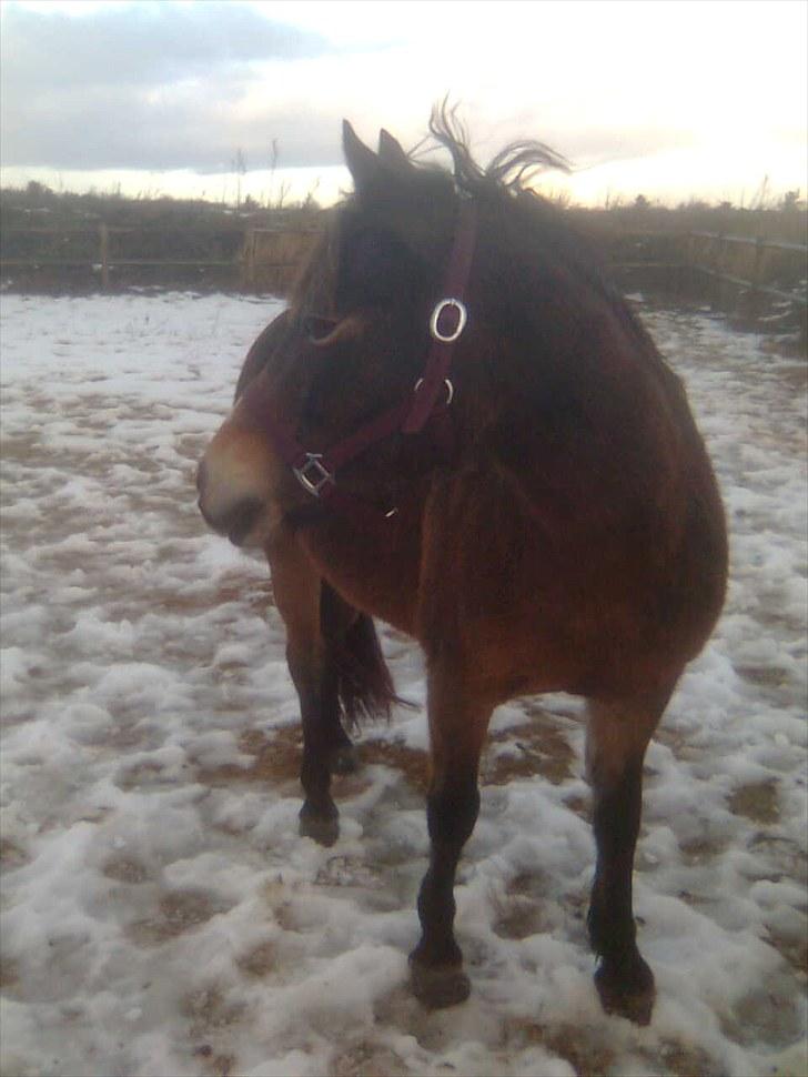 Anden særlig race Bonnie billede 10