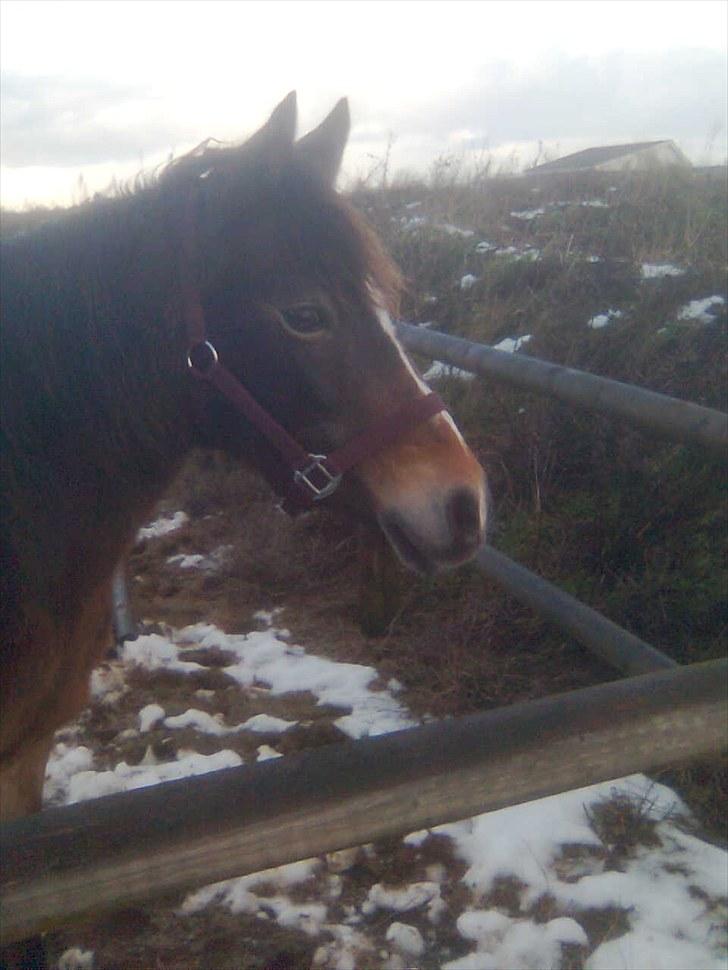 Anden særlig race Bonnie billede 11