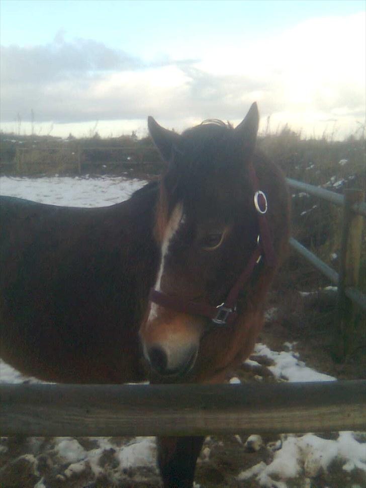 Anden særlig race Bonnie billede 12