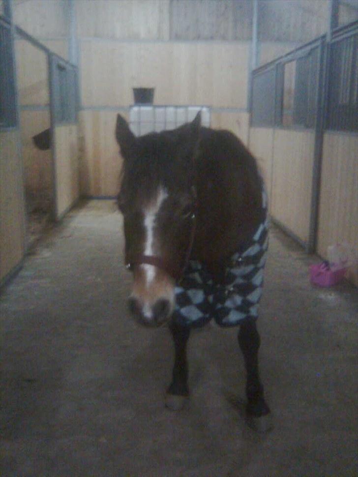 Anden særlig race Bonnie billede 13