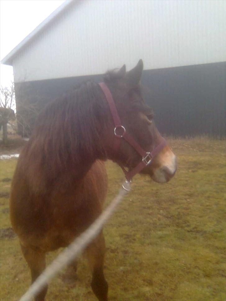Anden særlig race Bonnie billede 14