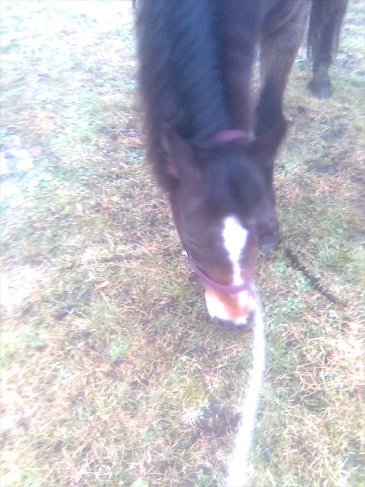 Anden særlig race Bonnie billede 15