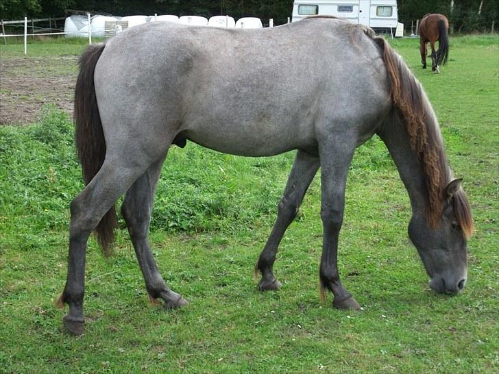 Pura Raza Española Cariño IX - Cariño er nu næsten 2 år og er blevet mere gråskimlet. Sidste år var han over i det brune, nærmest leverpostejfarvet. billede 1