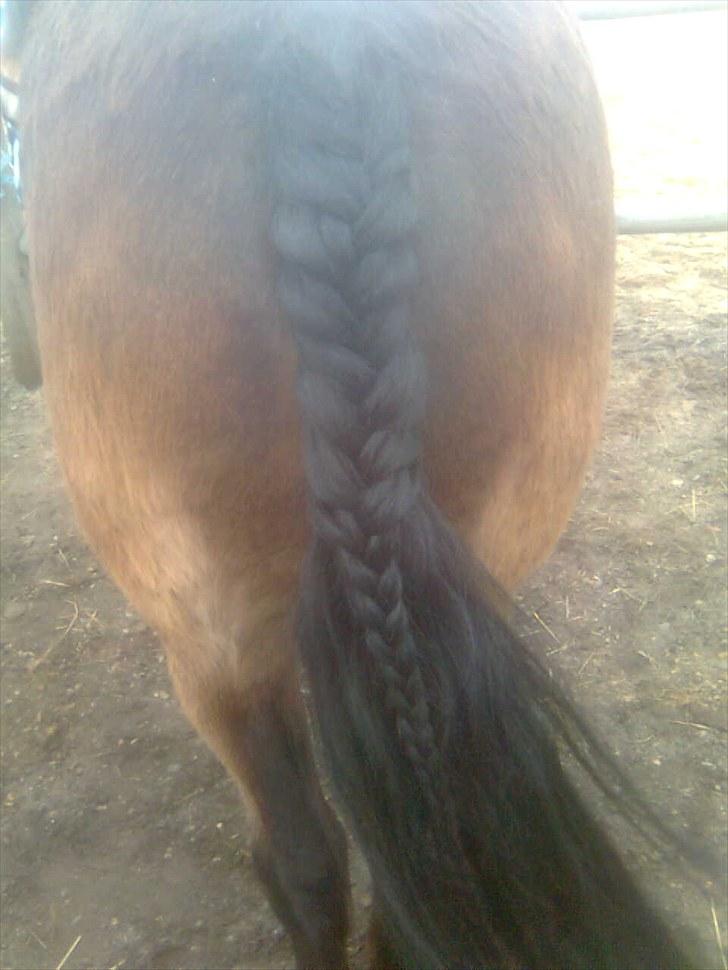 Anden særlig race Bonnie billede 16