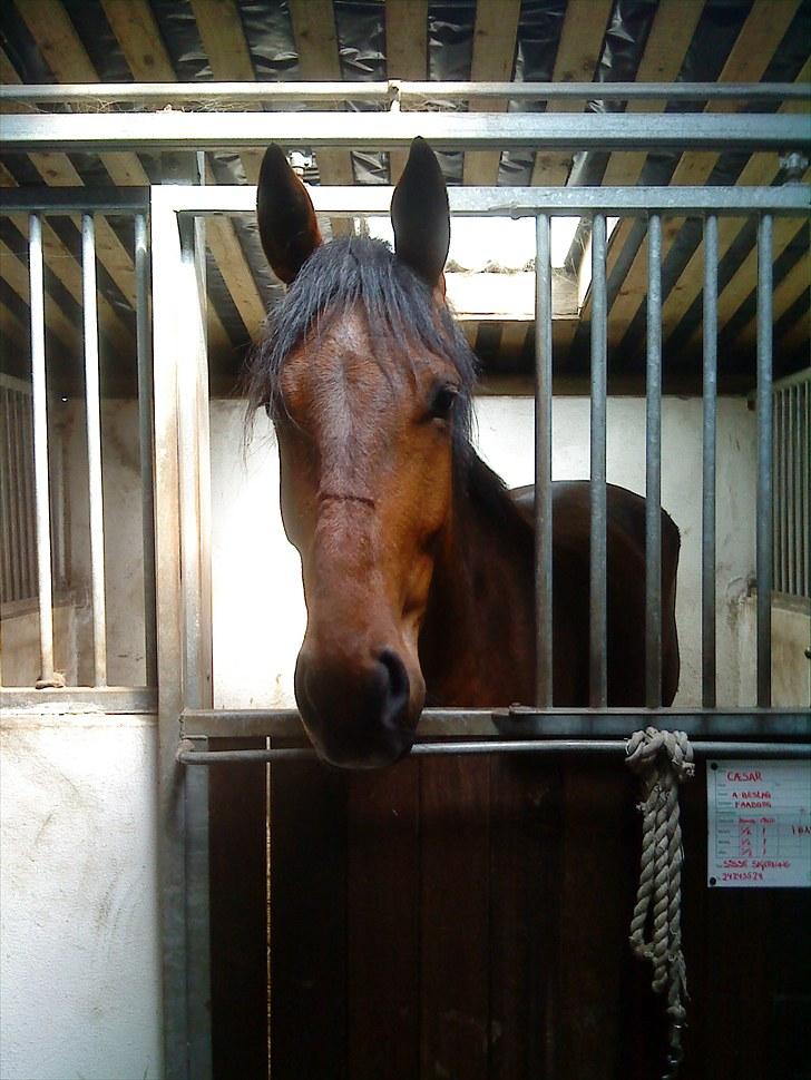 Pinto Cæsar af bæktoft billede 1