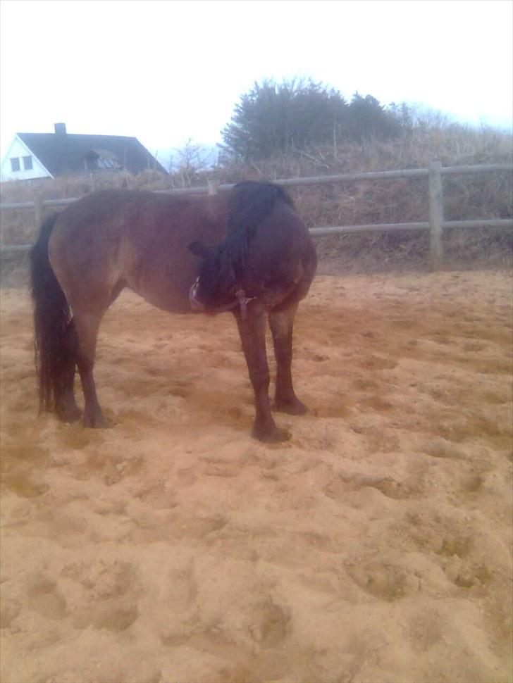 Anden særlig race Bonnie billede 17