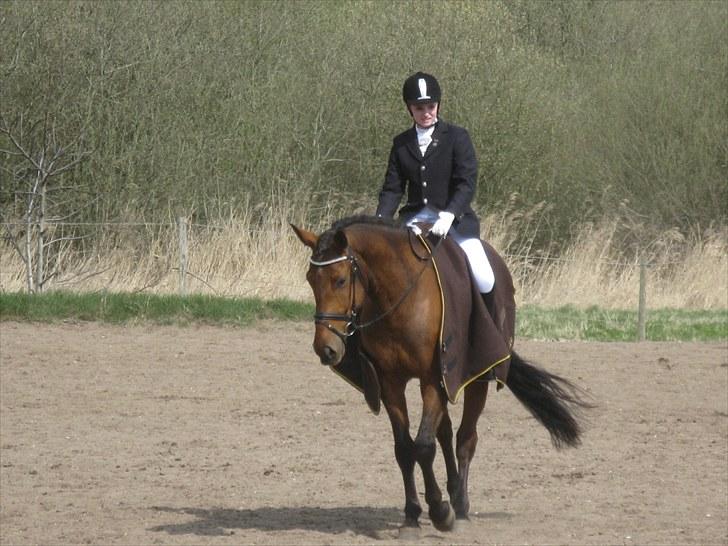 Pinto Cæsar af bæktoft billede 9