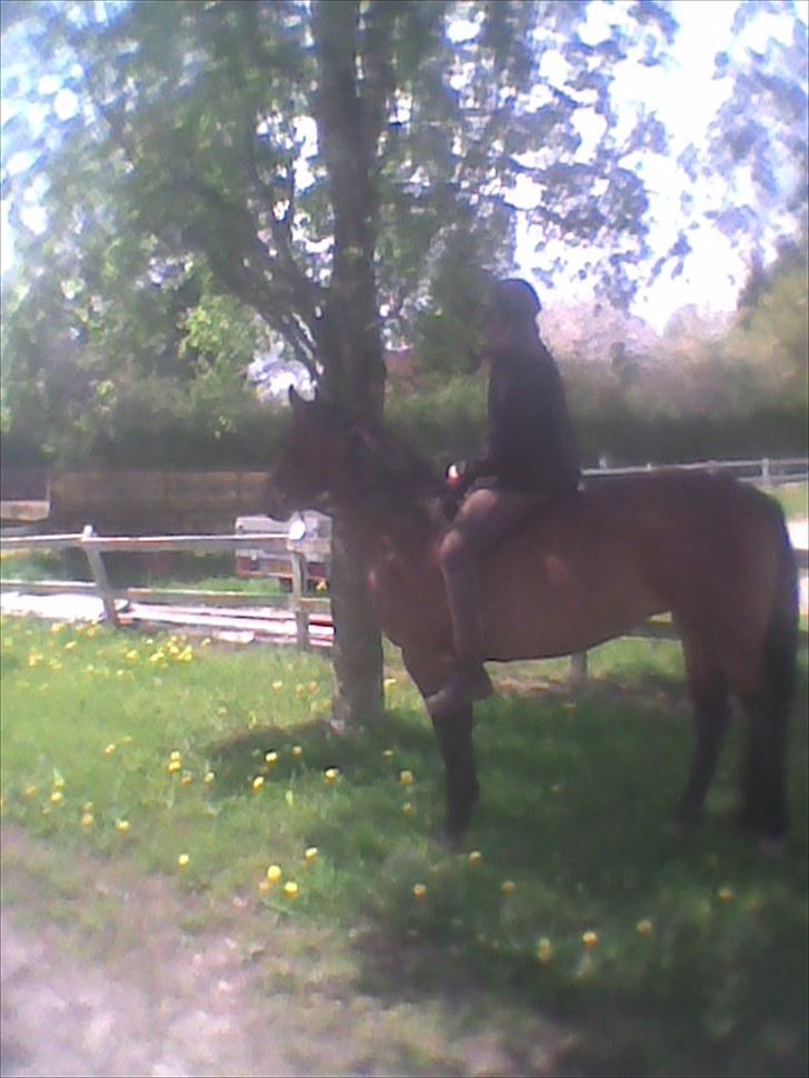 Anden særlig race Maggie billede 6