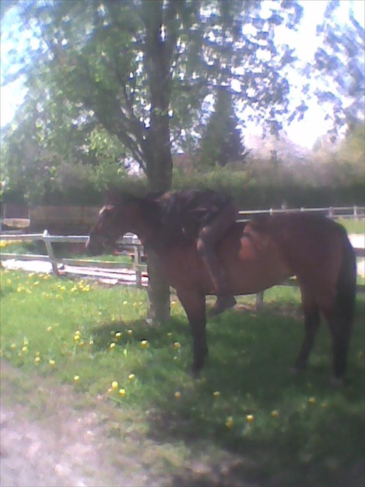 Anden særlig race Maggie billede 7