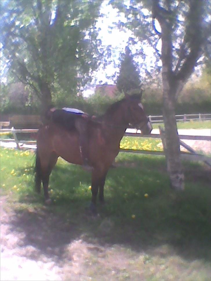 Anden særlig race Maggie billede 9