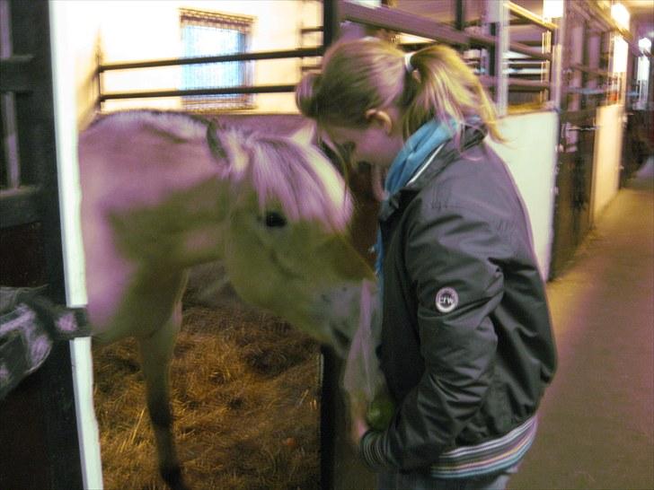 Fjordhest Fenja Drejer' Fiske (; billede 1