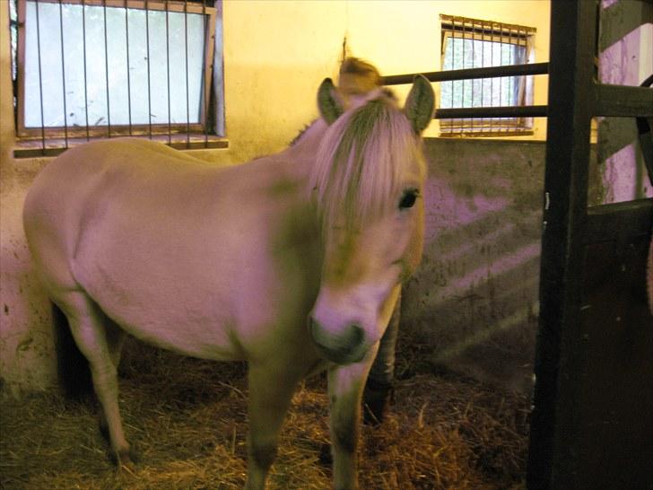 Fjordhest Fenja Drejer' Fiske (; billede 2