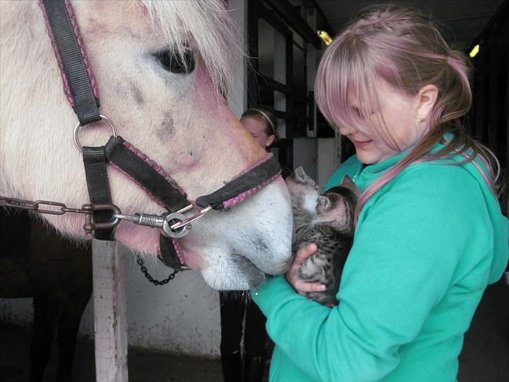 Fjordhest Fenja Drejer' Fiske (; billede 4