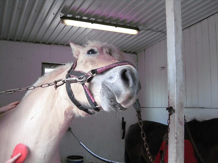 Fjordhest Fenja Drejer' Fiske (; billede 5