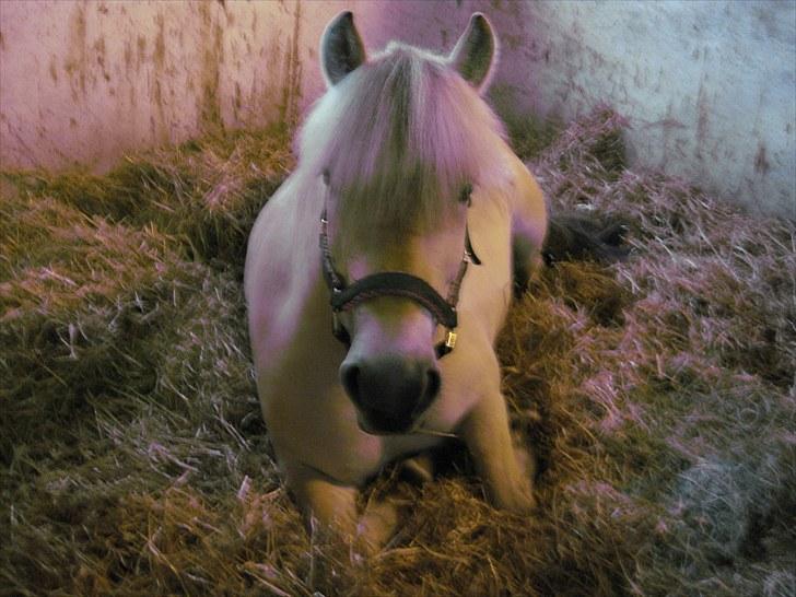Fjordhest Fenja Drejer' Fiske (; billede 6