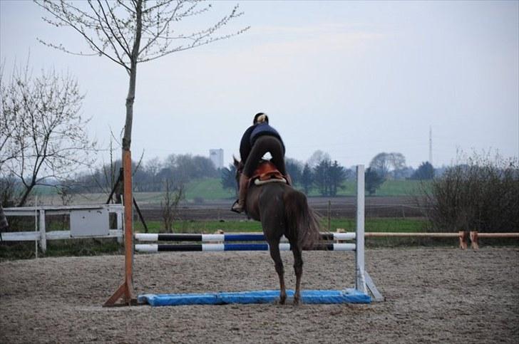 Polsk Varmblod Harpun. SOLGT - foto: Claus steen. første gang han springer stor plasticvand, og selvfølgelig springer han første gang (: billede 20