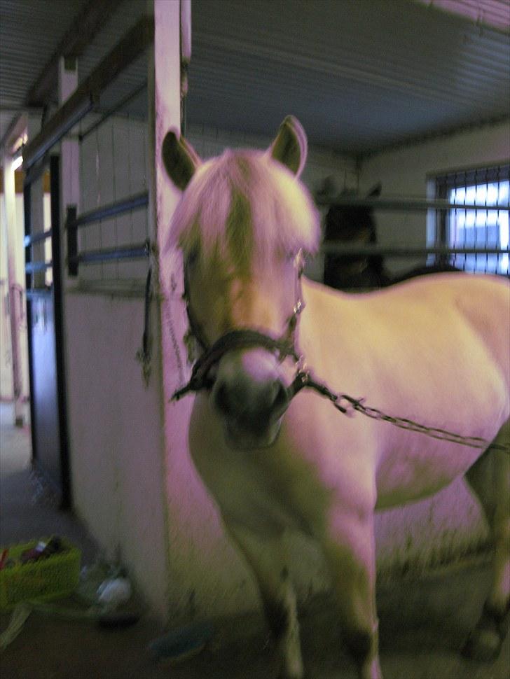 Fjordhest Fenja Drejer' Fiske (; billede 8