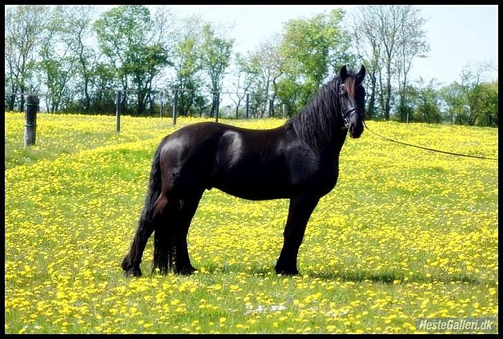 Frieser Tabasko Terplinggaard - Min smukke basse i mælkebøtter d:  billede 9