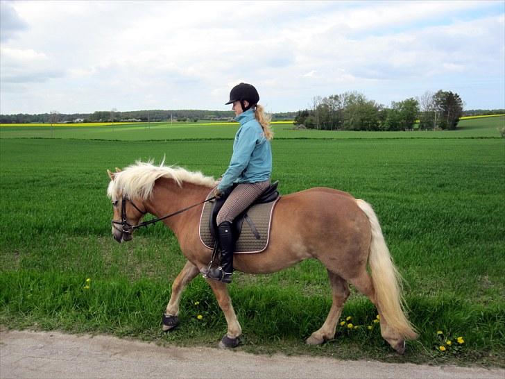 Haflinger Aphrodite Vant Tempelshof - Jaja, det ser da NOGLELUNDE ud der xD Heeh. Foto Fie<3 :D billede 12