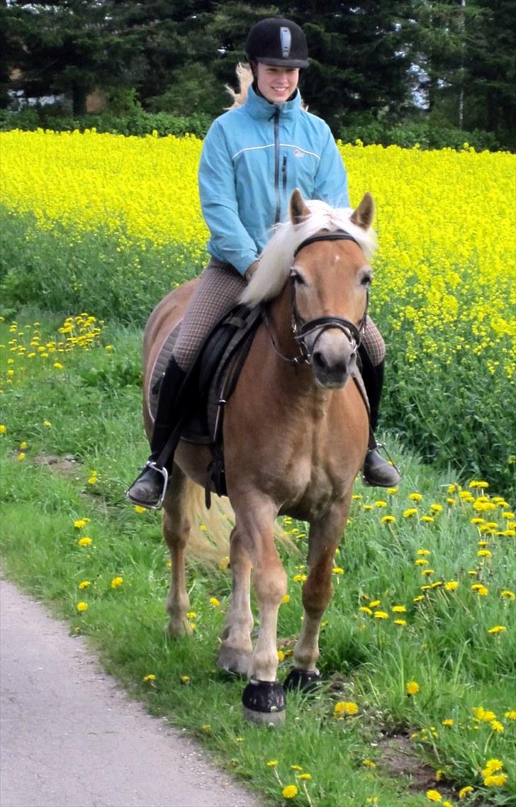 Haflinger Aphrodite Vant Tempelshof - Dejlig tur syntes Aphro ;D heeh Foto: Fie :D <3 billede 13