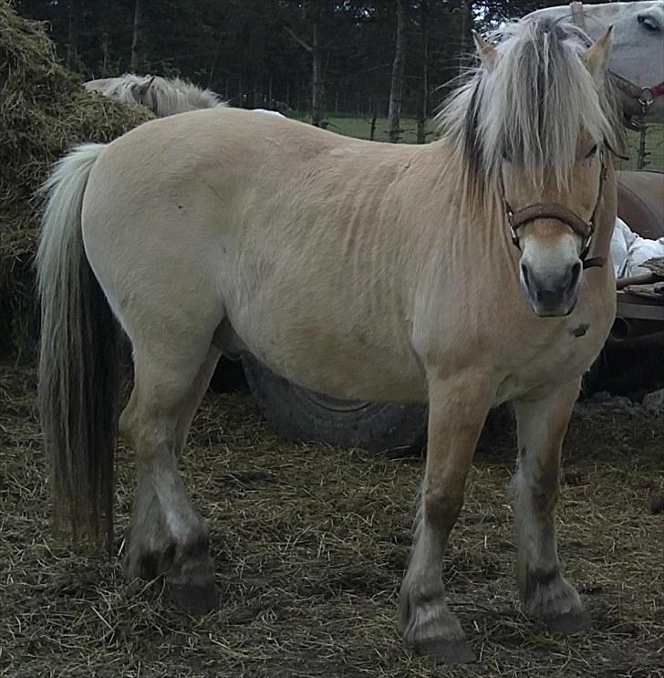 Fjordhest Strauss *SOLGT* - Velkommen til Strauss profil håber i syntes godt om ham<3 billede 1