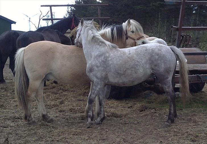 Fjordhest Strauss *SOLGT* - Mig og min beste ven klør hinanden<3 billede 2