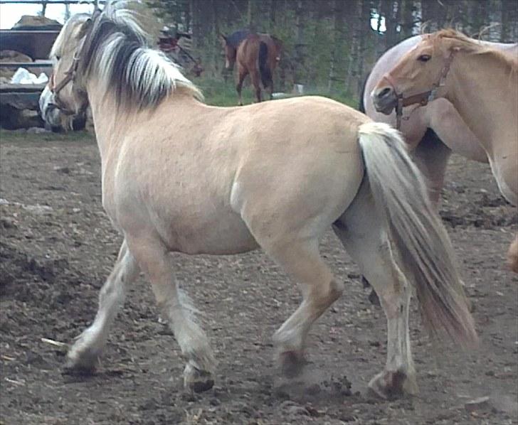 Fjordhest Strauss *SOLGT* - Hjælp Maline er sur : ) billede 3