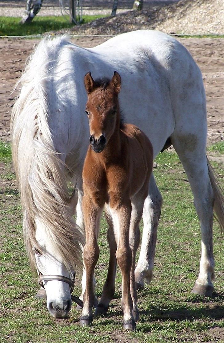 Welsh Partbred (Sec F) | Eowyns Orlando | - Baby føl og Mor ( Amigo Quebec ) billede 8