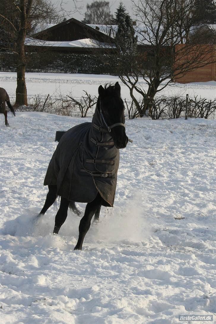 Oldenborg Diablo - Vinteren 2009 billede 13