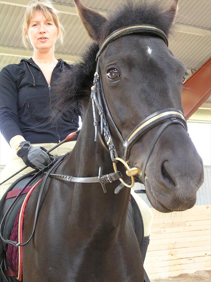New Forest Askebo's Whigfield  - Mor og Whigfield i ridehus <3 billede 7