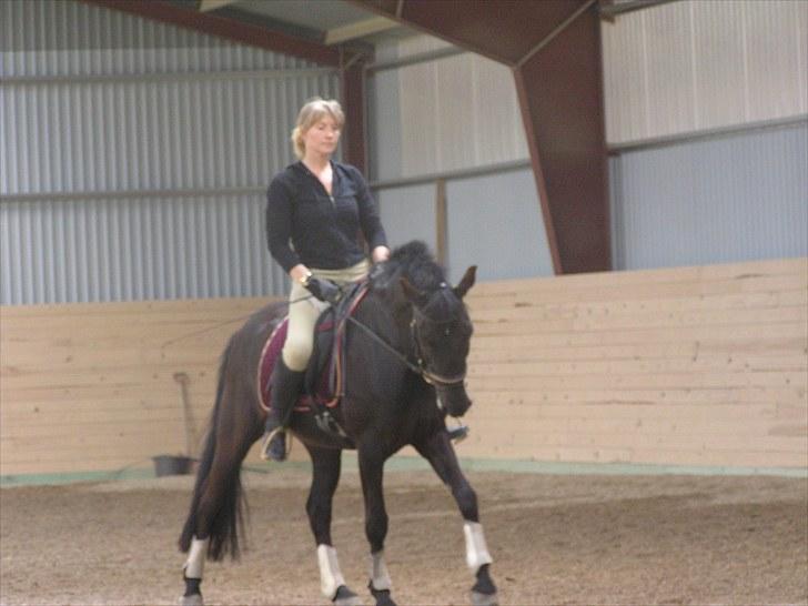 New Forest Askebo's Whigfield  - Mor og Whigfield billede 9