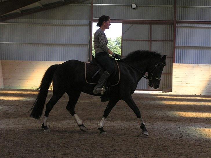 New Forest Askebo's Whigfield  - Mig og Whigfield billede 12