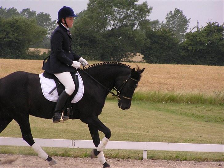 New Forest Askebo's Whigfield  - Mig og Wigge i en LC2 billede 13