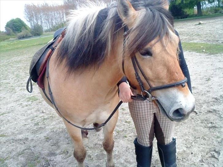 Fjordhest baldur billede 1