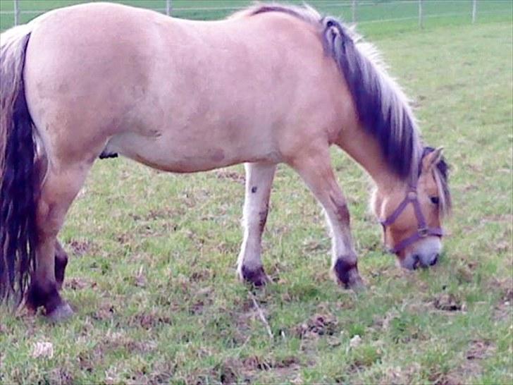 Fjordhest baldur billede 2