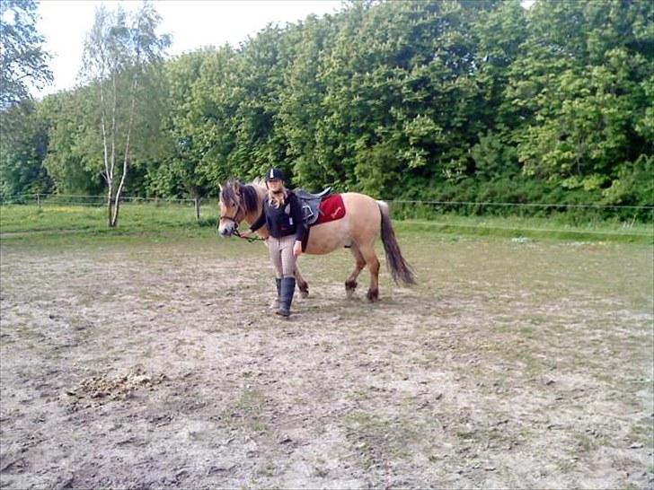 Fjordhest baldur billede 3