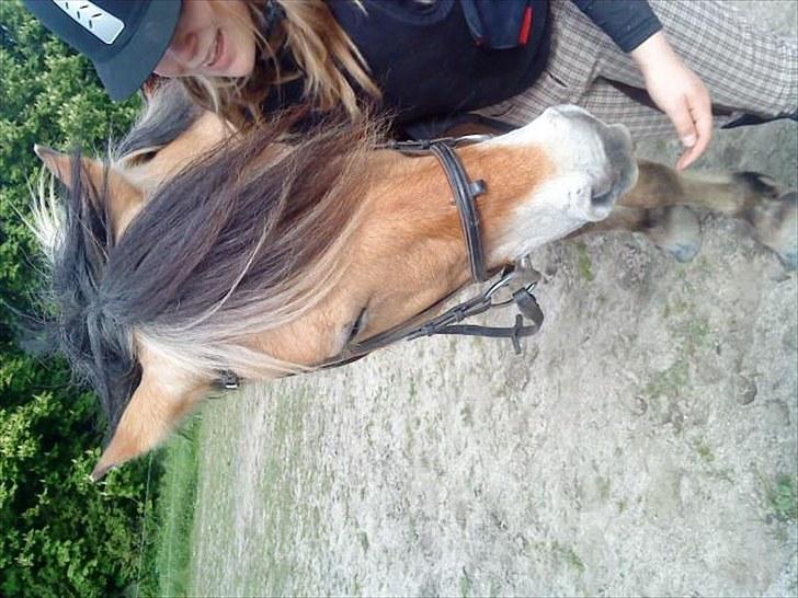 Fjordhest baldur billede 4