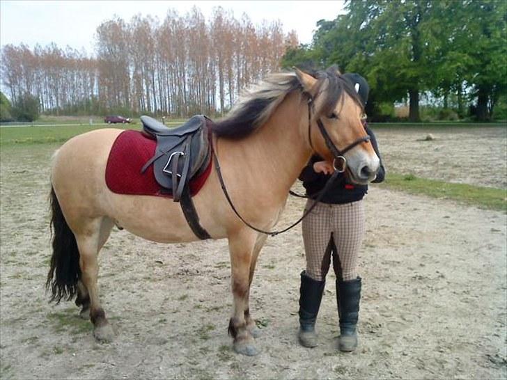 Fjordhest baldur billede 5