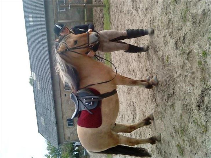 Fjordhest baldur billede 6