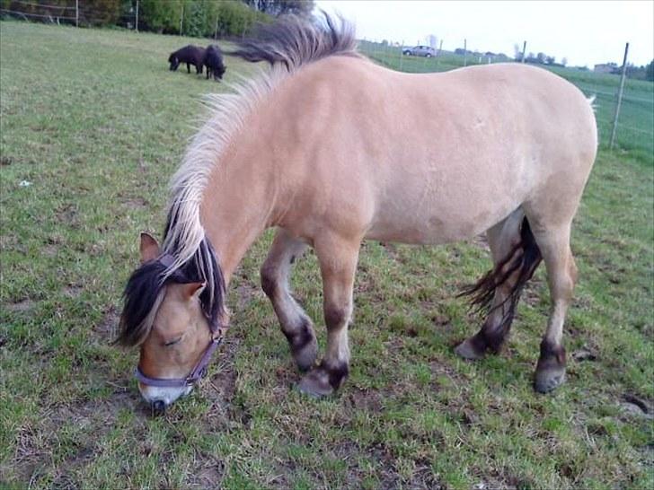 Fjordhest baldur billede 7