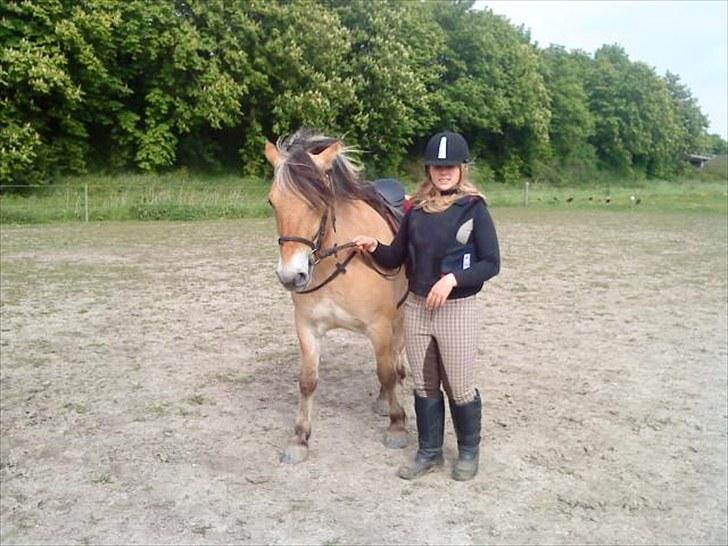 Fjordhest baldur billede 8