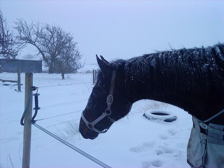 Traver Ibrahim Grau (byttet)  :( billede 7