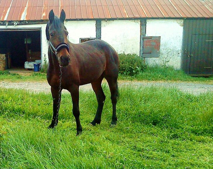 Traver Ibrahim Grau (byttet)  :( - gammelt billede 8