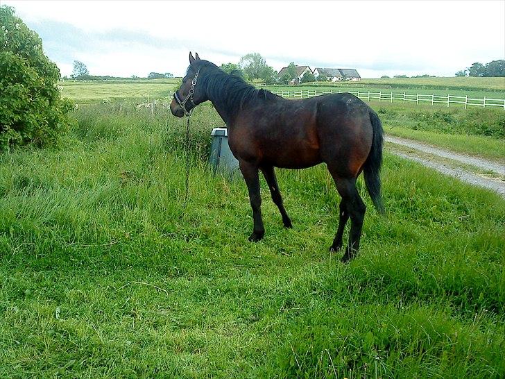 Traver Ibrahim Grau (byttet)  :( billede 9