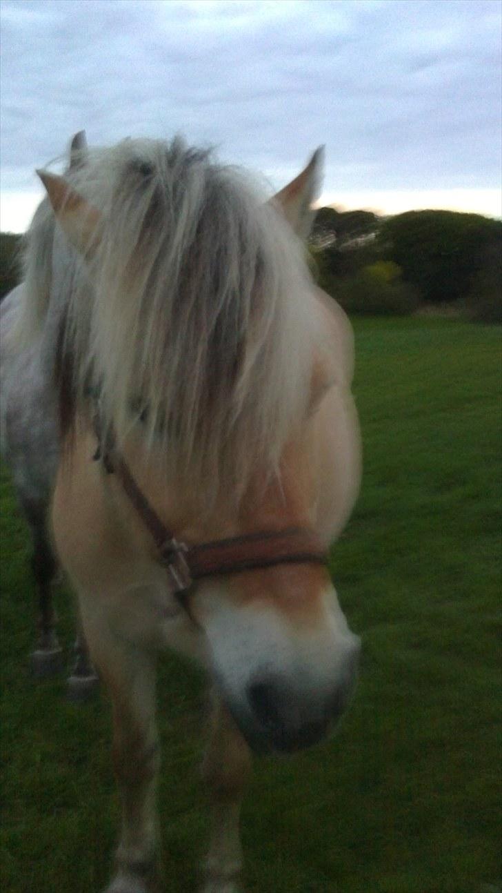 Fjordhest Strauss *SOLGT* - Mit smukke hovede<3 billede 4