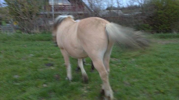 Fjordhest Strauss *SOLGT* - <3 billede 5
