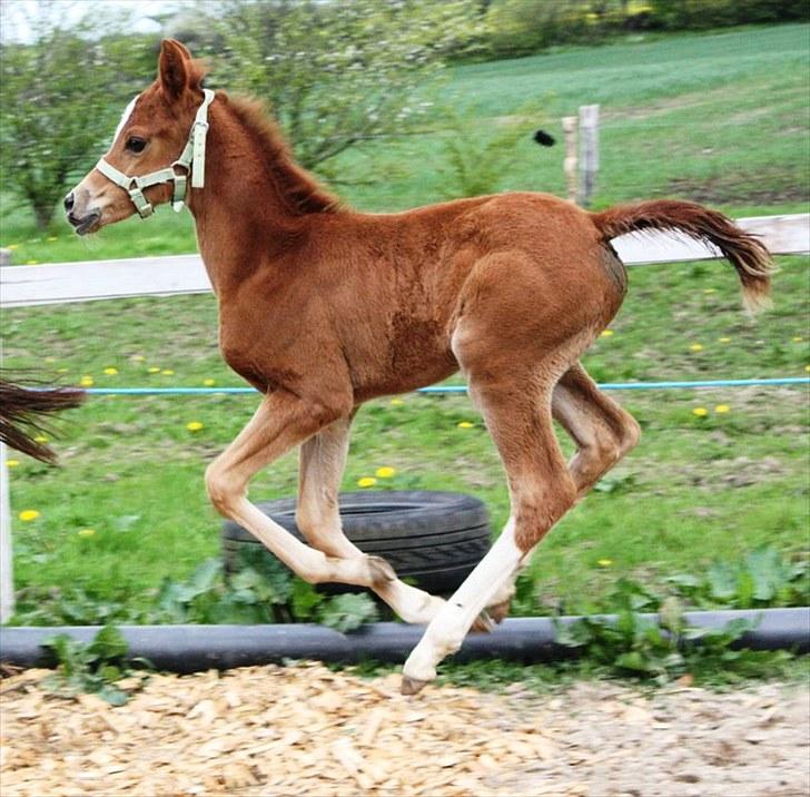 Anden særlig race stald flying´s F&F billede 8