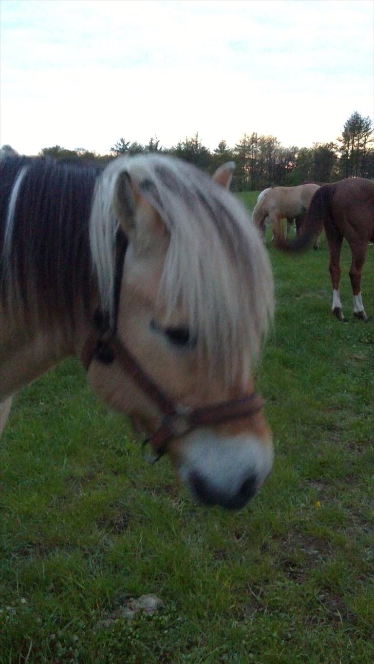 Fjordhest Strauss *SOLGT* - <33 billede 6